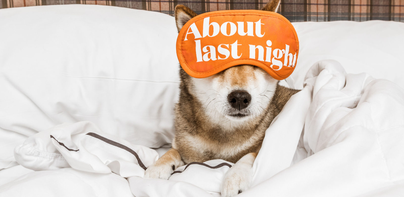 Dog in bed wearing sleeping mask saying "About last night" at Canopy Portland | Pearl District